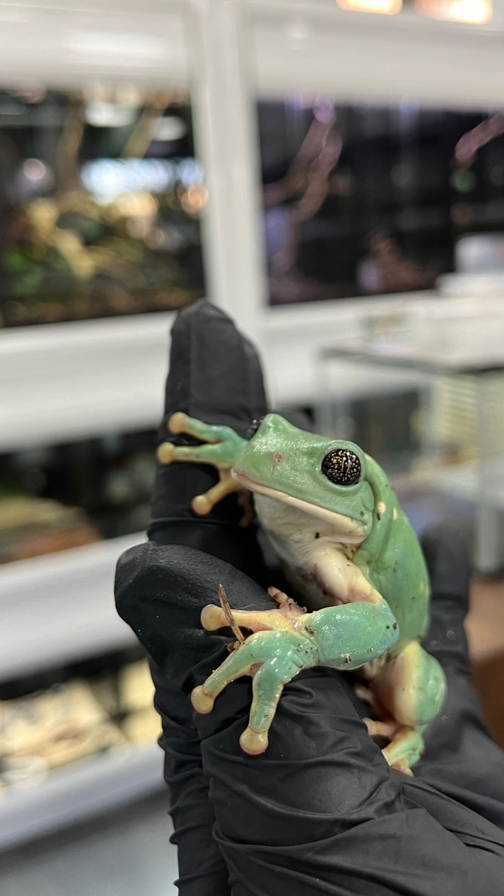 Ranas Arborícolas