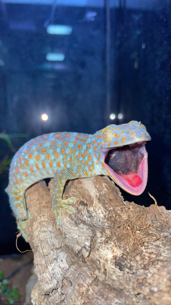 Gecko tokay