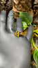 Dendrobates leucomelas