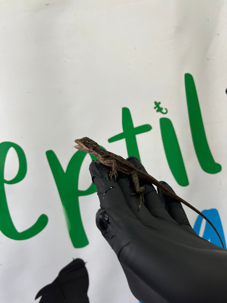 Basiliscus vittatus