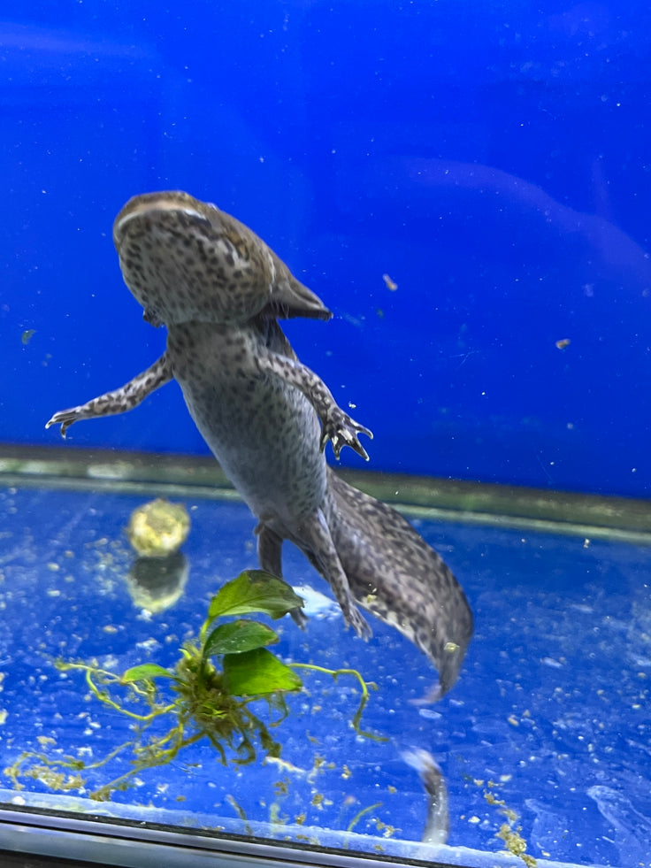 Ajolote Axolotl