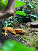 Hembra Gecko crestado (Correlophus Ciliatus)