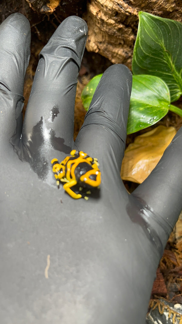 Dendrobates leucomelas