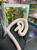 Python molurus ivory