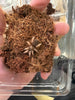 Brachypelma Tarántula