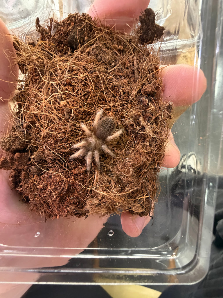 Brachypelma Tarántula