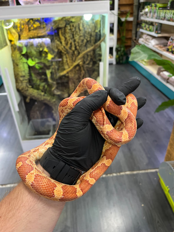 Serpiente del maíz (Pantherophis guttatus)