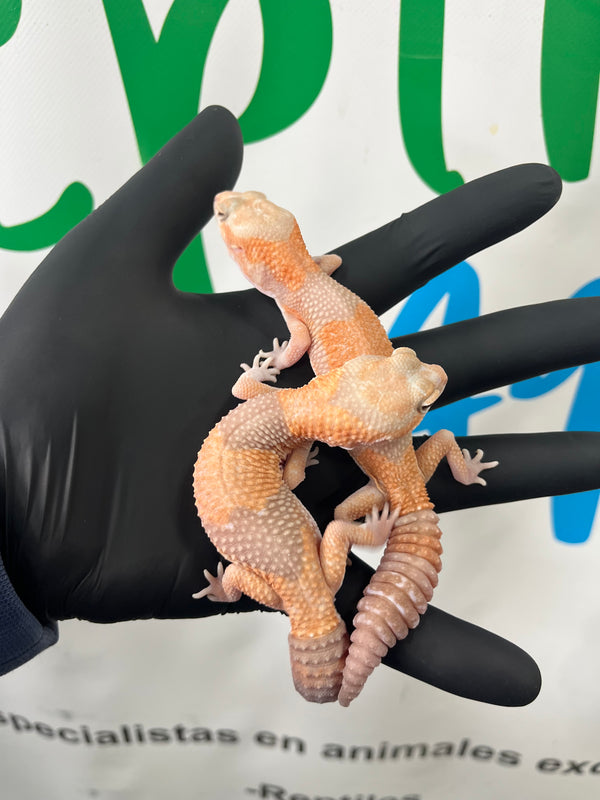 Hemytheconix caudicinctus - Gecko Africano AFT AMEL 0.1  - SOLO QUEDA LA HEMBRA