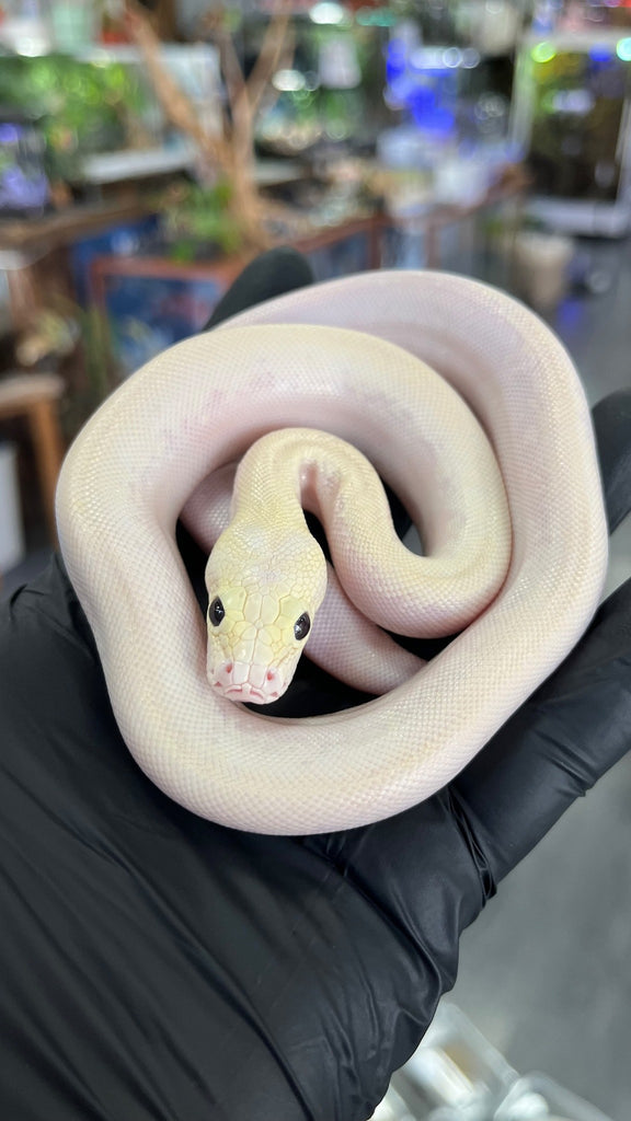 Python molurus ivory