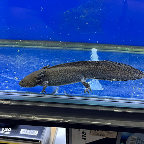 Ajolote | Ambystoma mexicanum Baby Nº2