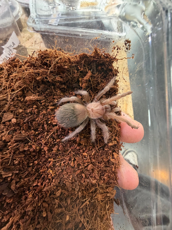 Tarántula Brachypelma | Brachypelma sp. Nº1