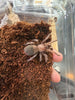 Brachypelma Tarántula