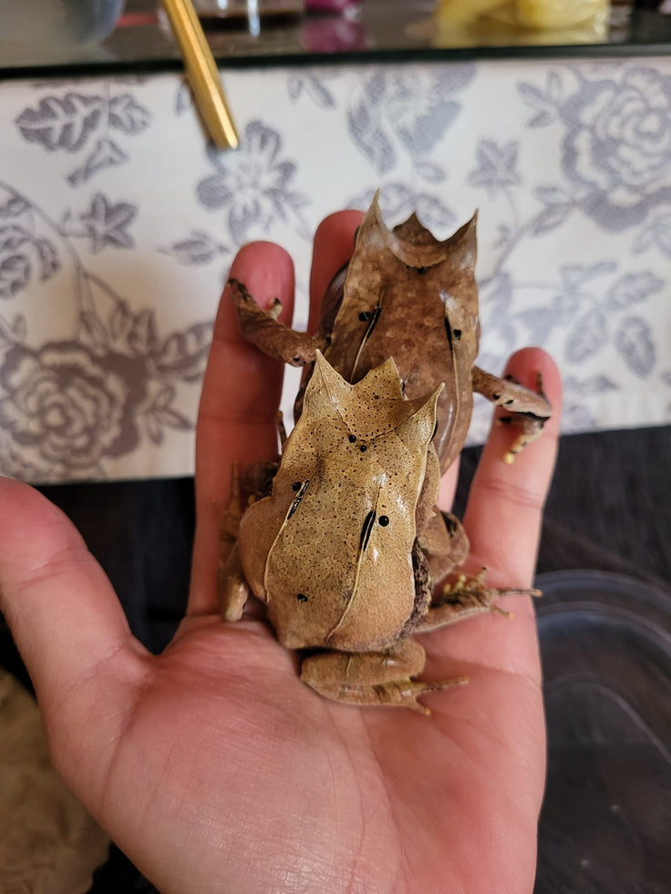 Ranas Exóticas