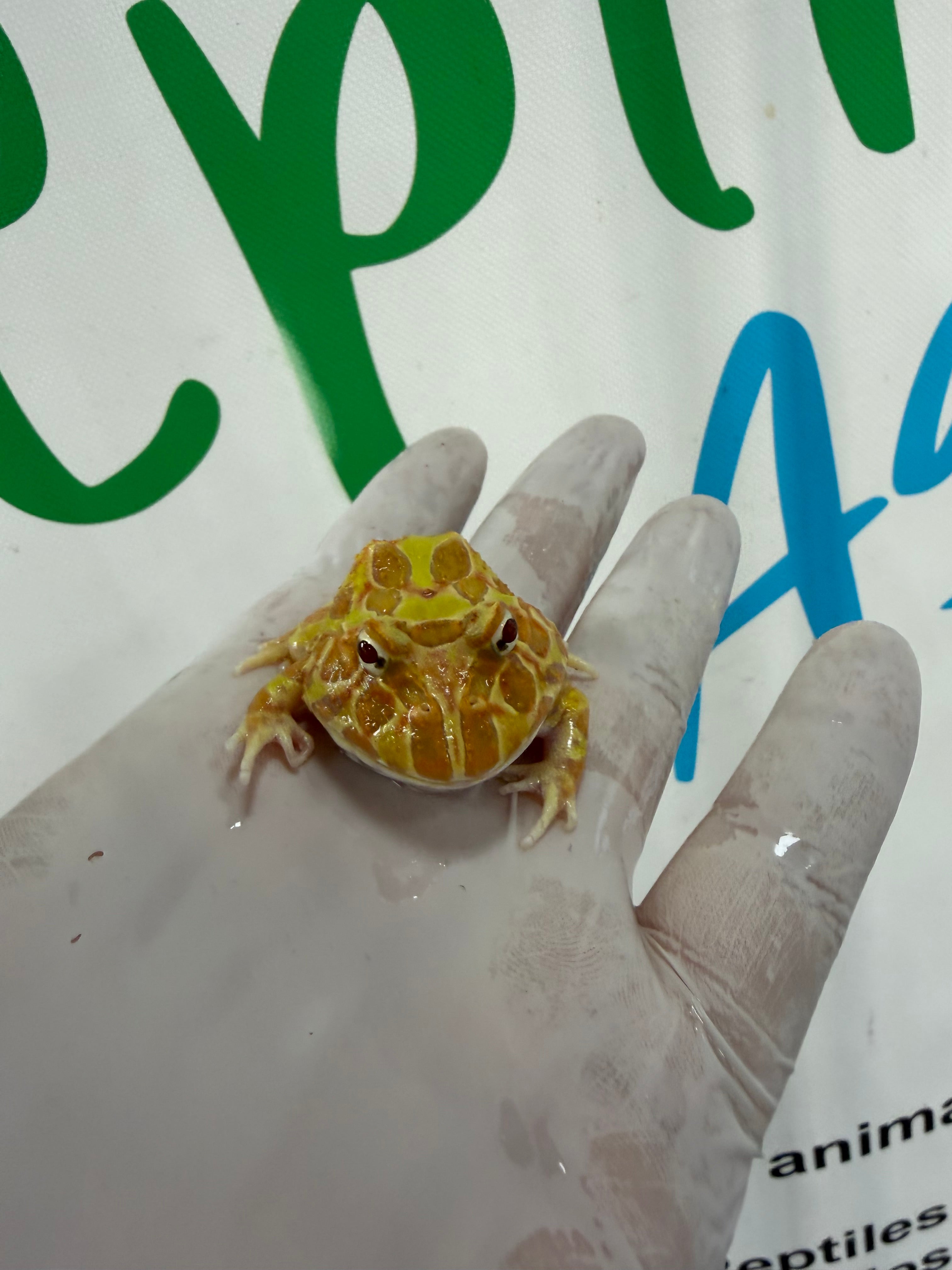 Rana Pacman Ceratophrys