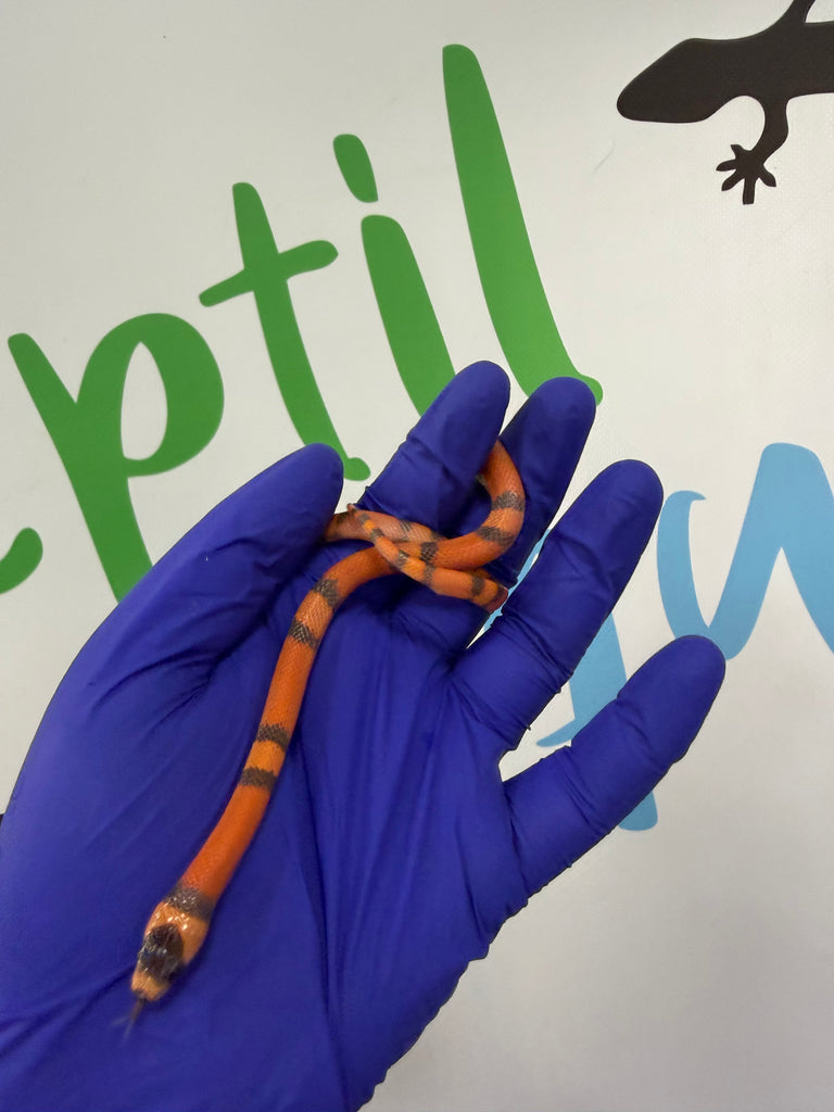 Lampropeltis Hondurensis Hypo