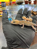 Pareja Gecko terrestre de Madagascar