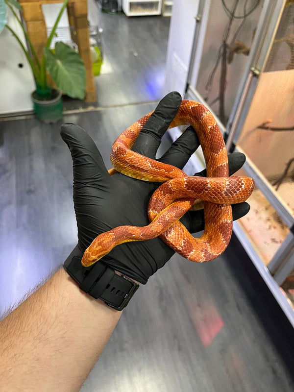 Serpiente del maíz (Pantherophis guttatus)