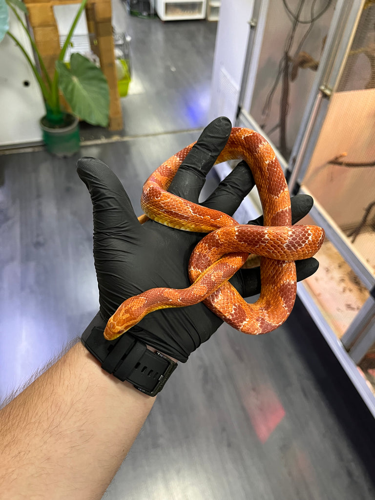 Serpiente del maíz (Pantherophis guttatus)