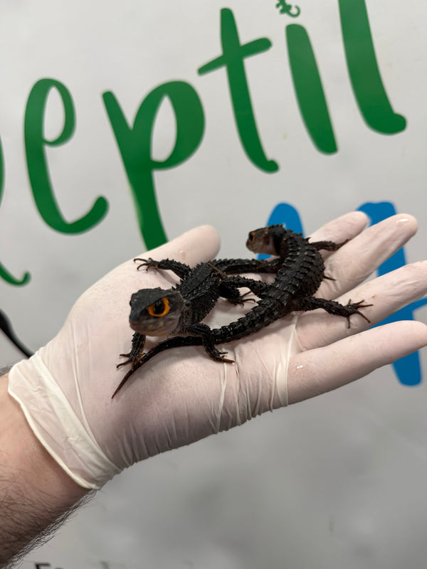 Tribolonotus Gracilis CB 2025