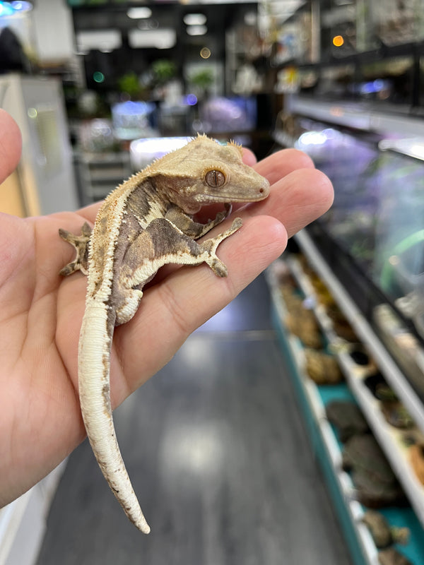 Gecko crestado (Correlophus Ciliatus)