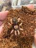 Brachypelma Tarántula
