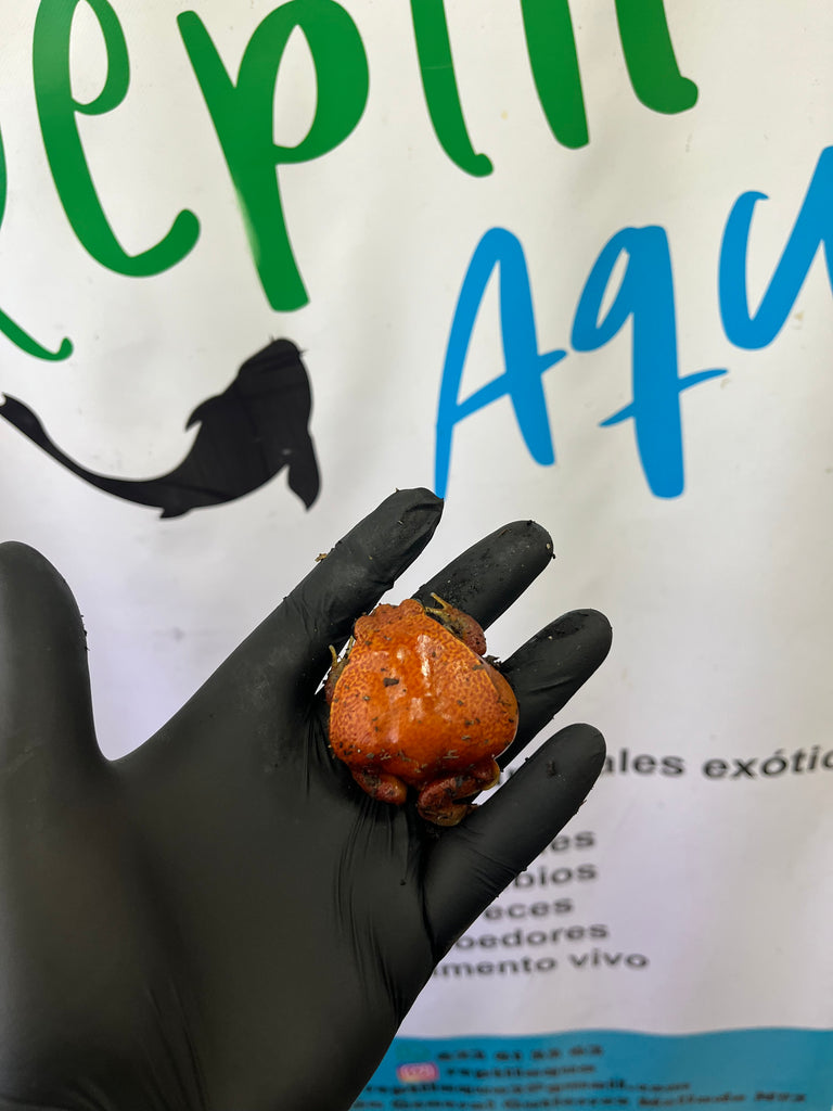 Rana tomate - Dyscophus antongilii