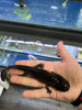 Ajolote (Ambystoma mexicanum)