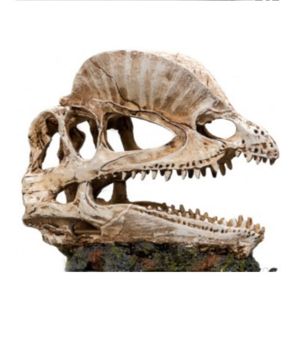 Cráneo Dinosaurio n°335