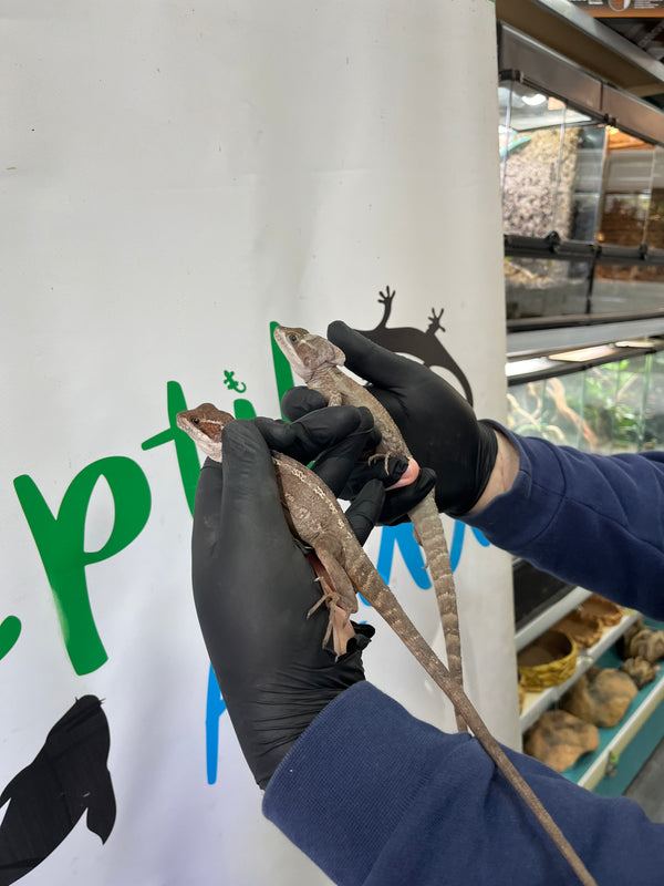 Basiliscus vittatus - Pareja Reproductora