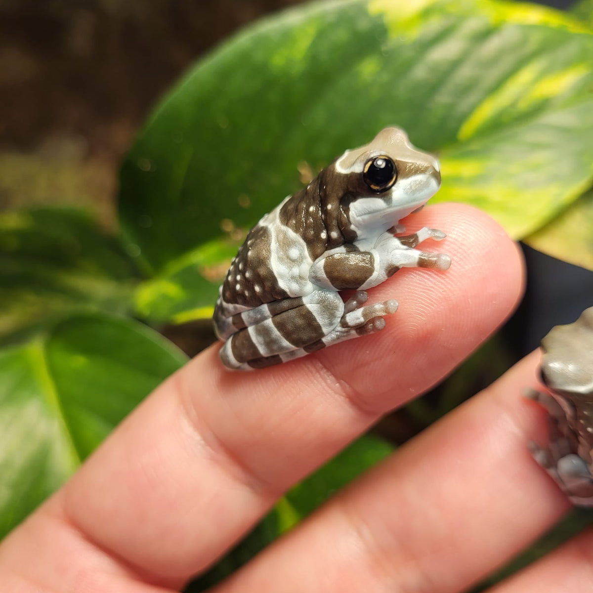 Rana de Leche Amazónica | Trachycephalus resinifictrix Nº1