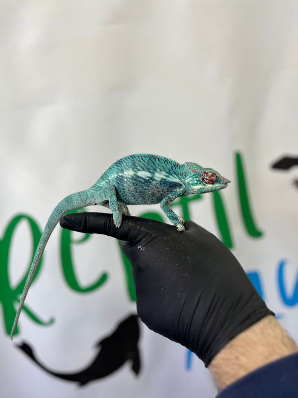 Camaleón Pantera Ambanja | Furcifer pardalis Nº1