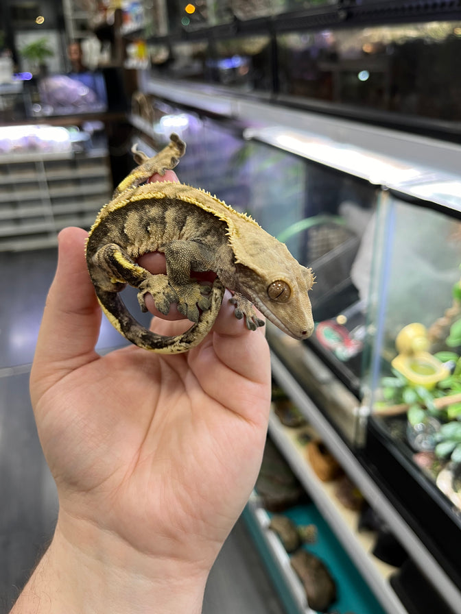Alimentación para Geckos