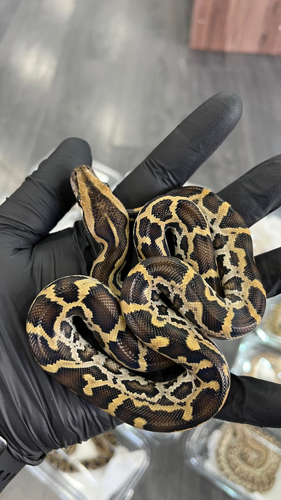 Python molurus Classic