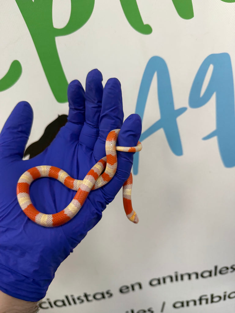Lampropeltis Hondurensis Albina