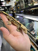 Gecko crestado Partial Pinestripe