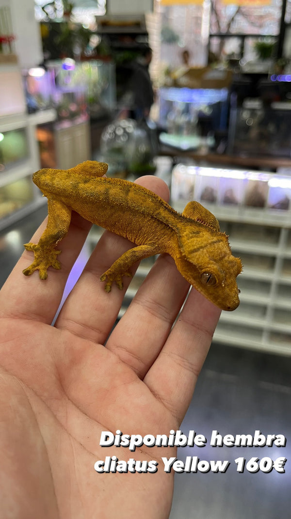 Hembra Gecko crestado (Correlophus Ciliatus)