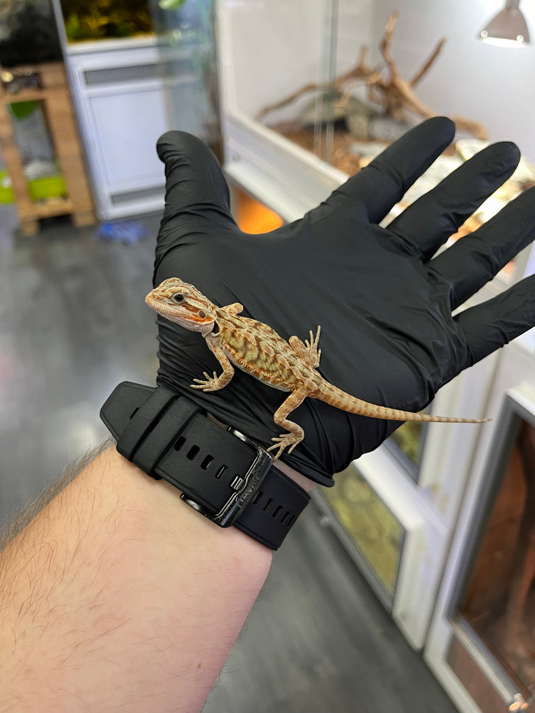 Pogona baby