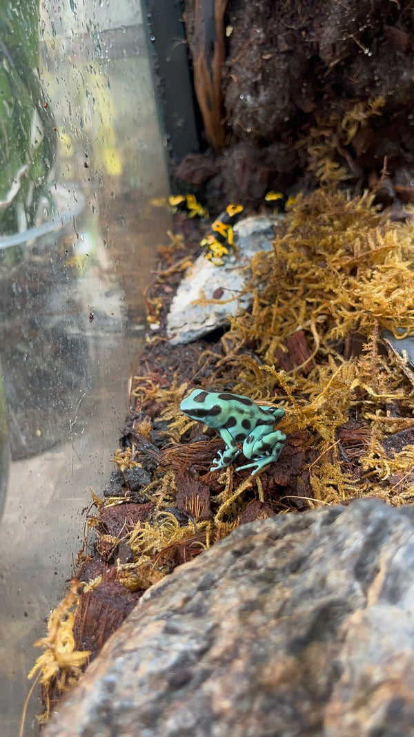 Dendrobates Auratus Bronze Green