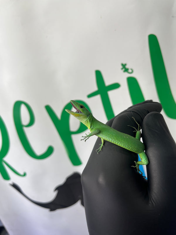 Gastropholis prasina