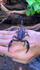 Escorpión Azul Asiático | Heterometrus cyaneus Nº1