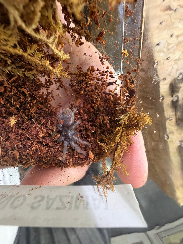 Lasiocyano Sazimai - Tarántula brasileña Azul