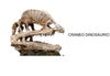 Cráneo Dinosaurio n°335