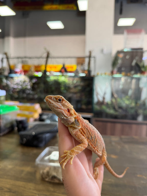 Dragon Barbudo Orange Blue Paradox Juvenil het hypo trans