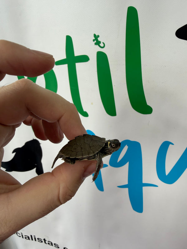 Tortuga falsa mapa - Graptemys Pseudogeographica