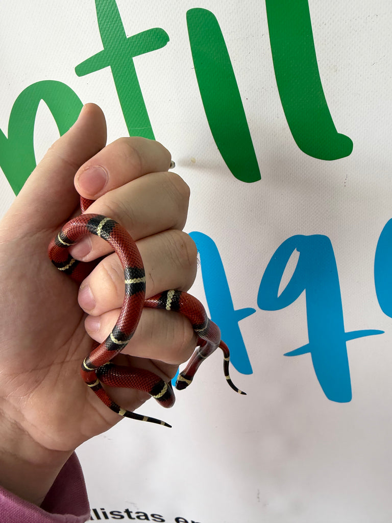 Serpiente falsa coral - Lampropeltis Sinaloe
