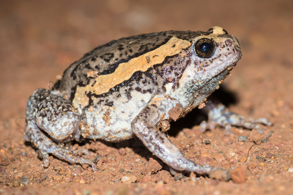 Rana globo - Kaloula pulchra