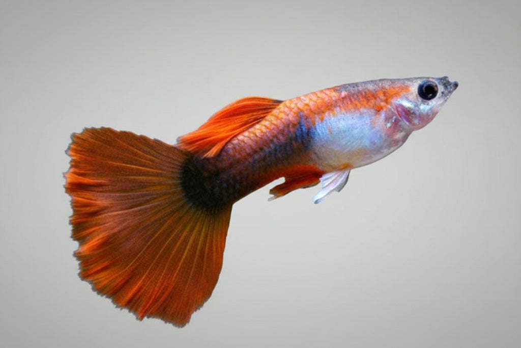 Guppy Koi Tuxedo Poecilia reticulata pez vivíparo ornamental para acuarios comunitarios