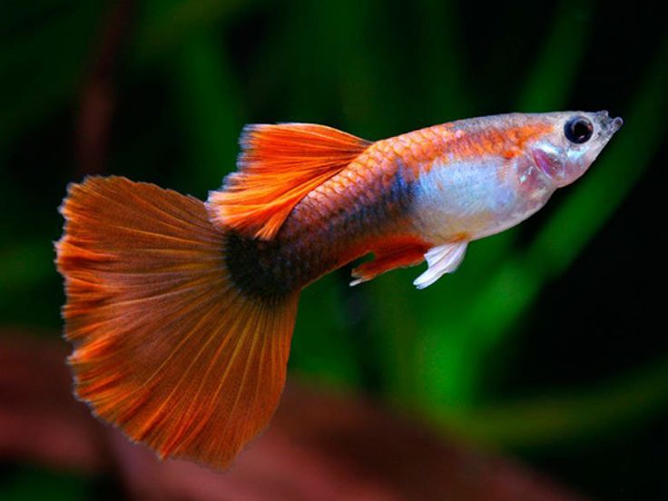 Guppy Koi Tuxedo Poecilia reticulata pez vivíparo ornamental para acuarios comunitarios
