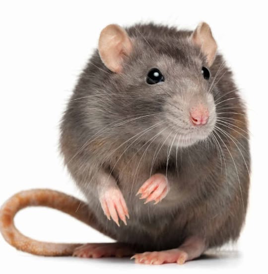 Raton Mascota