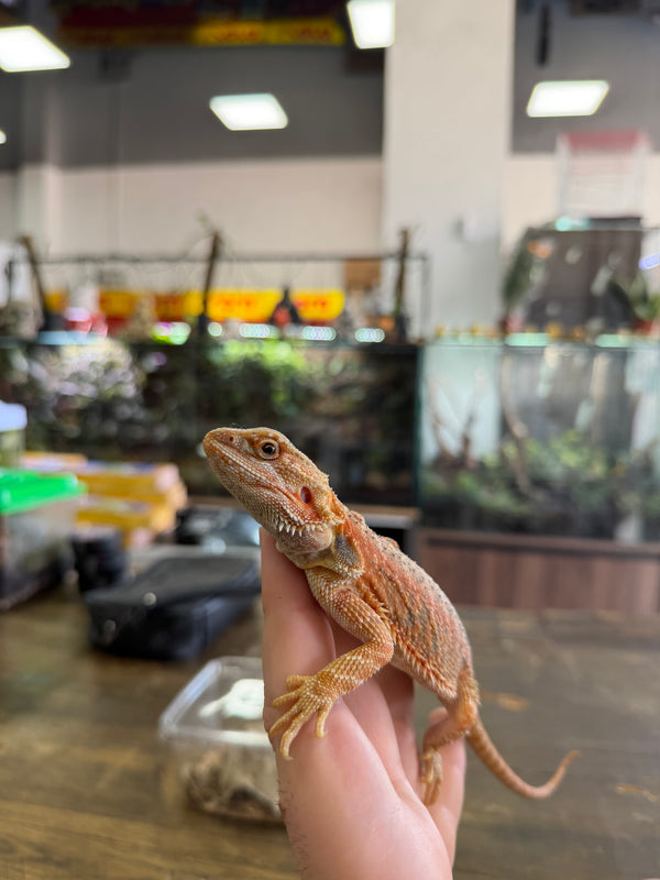 Dragón Barbudo Orange Blue Paradox Het Hypo Trans | Pogona vitticeps Nº2